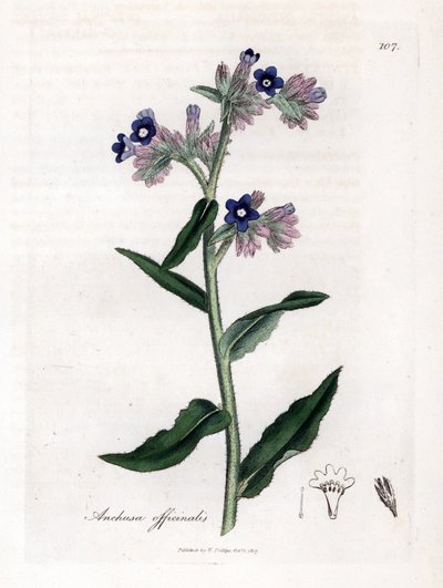 Bugloss officinale - バグロス、Anchusa officinalis。 ジェームズ・ソワービーによるウィリアム・ウッドビルの植物図とウィリアム・ジャクソン・フッカー卿の「「医学植物学」」、ジョン・ボーン、ロンドンの手彩色の銅版画 作： James Sowerby