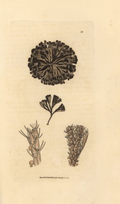 Bugulina avicularia (Flustra avicularis)。 The British Miscellany の James Sowerby による手彩色の銅版画、または新しい、珍しい、またはほとんど知られていない動物の彩色された図。 作： James Sowerby