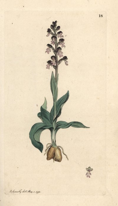 焦げた蘭、Neotinea ustulata (ドワーフ ラン、Orchis ustulata)。 James Smith