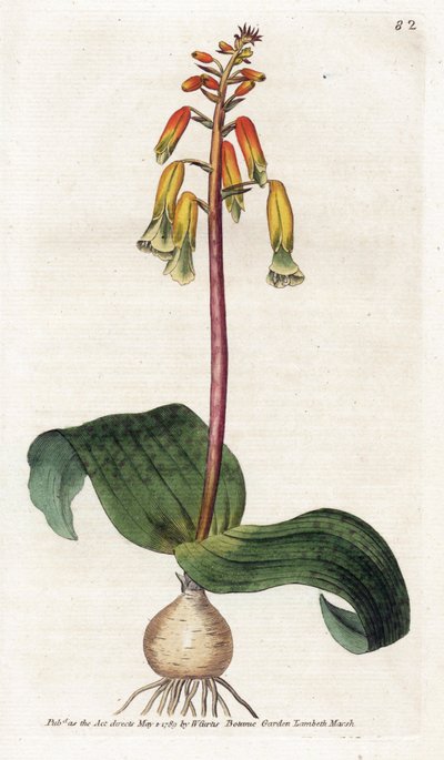 ケープタウンカッコウ - James Sowerby (1757-1822) によるリトグラフィー、William Curtis (1746-1799) による植物誌のプレート 作： James Sowerby