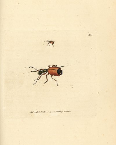 Carabus rotundicollis カブトムシ。 The British Miscellany の James Sowerby による手彩色の銅版画、または新しい、珍しい、またはほとんど知られていない動物の色付きの図。 作： James Sowerby