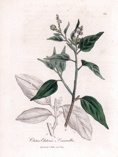 Cascarille officinale またはソフトまたはフェイク キンキーナ材 - Cascarilla、Crotia (Clutia) eluteria。 ウィリアム・ウッドビルのジェームス・ソワービーによる植物図とウィリアム・ジャクソン・フッカー卿の「「医学植物学」」、ジョンによる手彩色の銅版画 作： James Sowerby