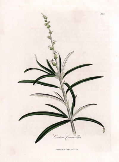 Cascarille officinale またはソフトウッドまたはフェイク キンキーナ - Cascarilla、Croton eluteria。 ウィリアム・ウッドビルのジェームス・ソワービーによる植物図とウィリアム・ジャクソン・フッカー卿の「「医学植物学」」、ジョン・ボーン、ローによる手彩色の銅版画 作： James Sowerby
