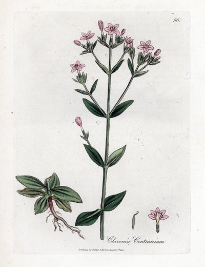 Centauree Chironia - ケンタウリ、Chironia centaurium。 ジェームズ・ソワービーによるウィリアム・ウッドビルの植物図とウィリアム・ジャクソン・フッカー卿の「「医療植物学」」、ジョン・ボーン、ロンドンの手彩色銅版画 作： James Sowerby