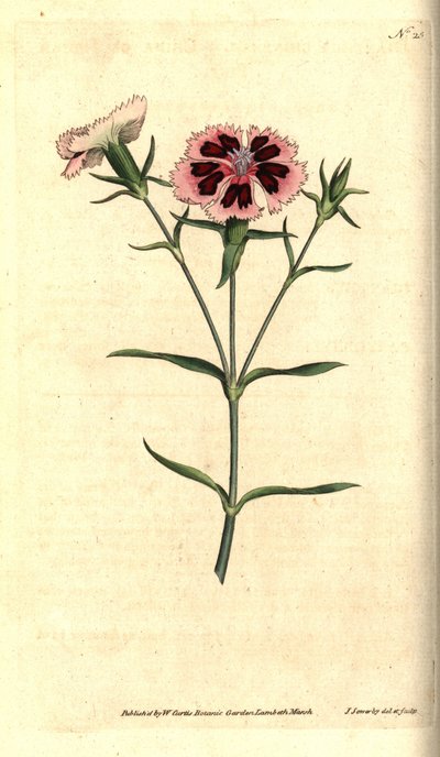 中国のカーネーション - 中国のピンクまたはインドのピンク、Dianthus chinensis。 ジェームズ・ソワービーによる手彩色の銅版画と植物のイラスト、ウィリアム・カーティスの『ザ・ボタニカル・マガジン』、ランベス・マーシュ、ロンドン 作： James Sowerby