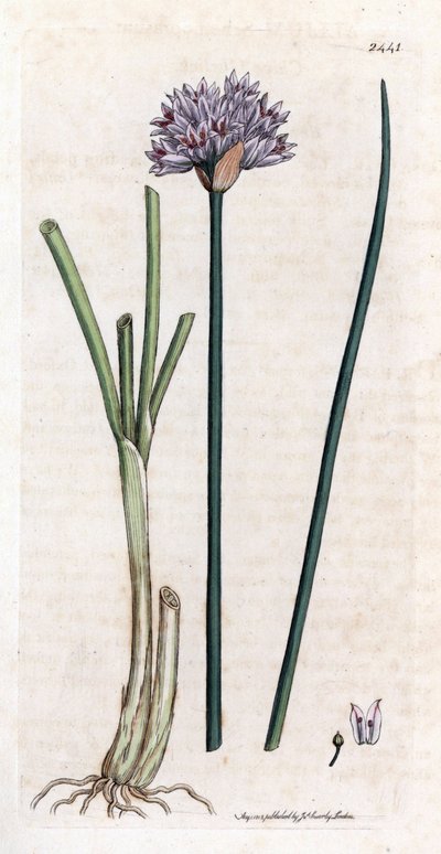 チャイブ (Allium schoenoprasum)。 ジェームズ・スミスの著書「English botanical」(1790-1814) のために、James Sowerby が植物図を手彩色した銅版画。 疲れ知らずの Sowerby (1757-1822) は、Smith Mammoth “English Bot” のために 2500 以上の植物を描きました。 作： James Sowerby