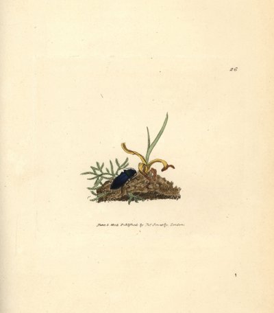 カブトムシ、Selatosomus aeneus (Elater cyaneus) をクリックします。 The British Miscellany の James Sowerby による手彩色の銅版画、または新しい、珍しい、またはほとんど知られていない動物の彩色された図。 作： James Sowerby