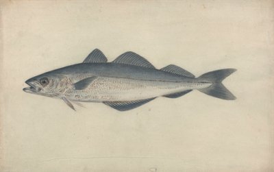 コールフィッシュ 作： James Sowerby