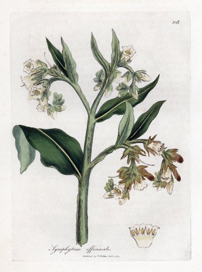 コンフリー - コンフリー、Symphytum officinale。 ジェームズ・ソワービーによるウィリアム・ウッドビルの植物図とウィリアム・ジャクソン・フッカー卿の「「医学植物学」」、ジョン・ボーン、ロンドンの手彩色の銅版画 作： James Sowerby
