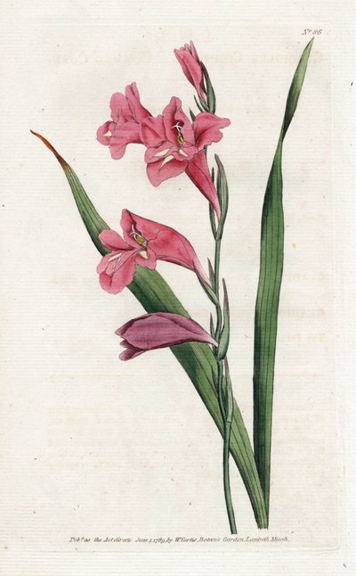 Common Glaieul - James Sowerby (1757-1822) によるリトグラフィー、William Curtis (1746-1799) の Botanical Magazine より 作： James Sowerby