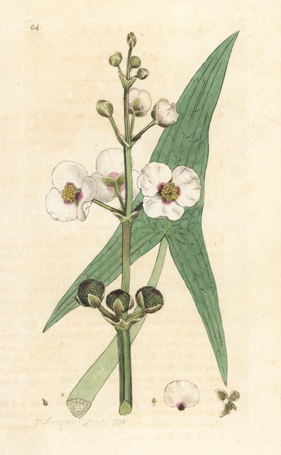 一般的な矢じり、射手座 sagittifolia (射手座) ロンドンの James Smith