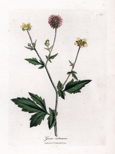 Saint Benoit の一般的な benoite または草 - Wood avens、Geum Urbanum。 ジェームズ・ソワービーによるウィリアム・ウッドビルの植物図とウィリアム・ジャクソン・フッカー卿の「「医療植物学」」、ジョン・ボーン、ロンドンの手彩色銅版画 作： James Sowerby