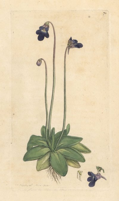 一般的なバターワート、Pinguicula vulgaris (grassette) ロンドンの James Smith