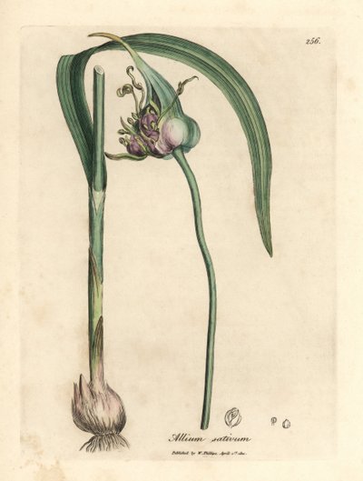 一般的な栽培にんにく、Allium sativum 作： James Sowerby