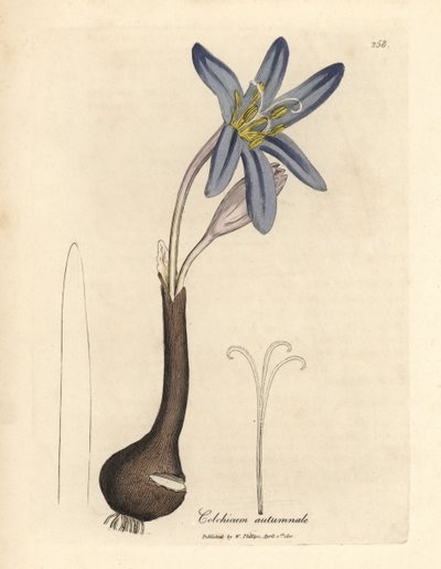 一般的なメドウ サフラン、Colchicum autumnale 作： James Sowerby