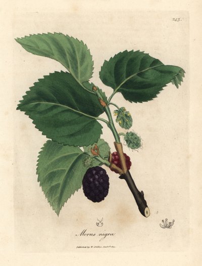 一般的な桑の木、Morus nigra 作： James Sowerby