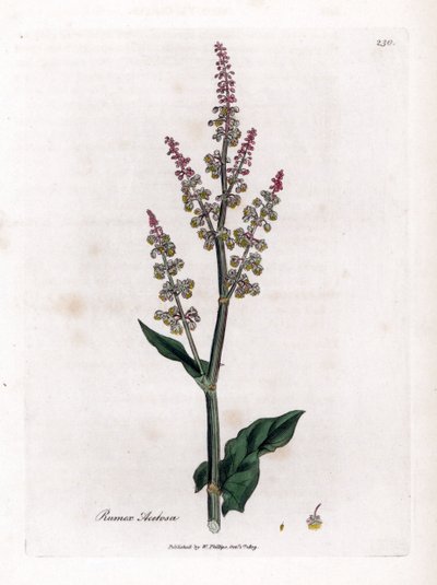 一般的な oseillle または大きなスイバ - 庭のスイバ、Rumex acetosa。 ジェームズ・ソワービーによるウィリアム・ウッドビルの植物図とウィリアム・ジャクソン・フッカー卿の「「医学植物学」」、ジョン・ボーン、ロンドンの手彩色の銅版画 作： James Sowerby