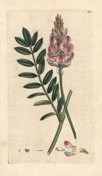 Common sainfoin, Onobrychis viciifolia (Hedysarum onobrychis) (Sainfoin cultive) James Smith