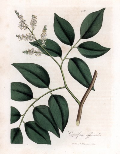 Copaier - Copaiva のバルサム、Copaifera officinalis。 ジェームズ・ソワービーによるウィリアム・ウッドビルの植物図とウィリアム・ジャクソン・フッカー卿の「「医学植物学」」、ジョン・ボーン、ロンドンの手彩色の銅版画 作： James Sowerby