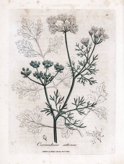 コリアンダー (Coriandrum sativum)。 James Sowerby によるイラストからの手彩色の銅版画。 ウィリアム・ウッドヴィルとサー・ウィリアム・ジャクソン・フッカーの著書「「薬用植物」」（1832 年）からの抜粋。 作： James Sowerby
