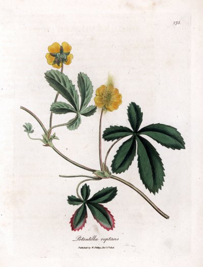 忍び寄るシンクフォイルまたはクインテフィーユ - 一般的なシンクフォイル、Potentilla reptans。 ジェームズ・ソワービーによるウィリアム・ウッドビルの植物図とウィリアム・ジャクソン・フッカー卿の「「医学植物学」」、ジョン・ボーン、ロンドンの手彩色の銅版画 作： James Sowerby