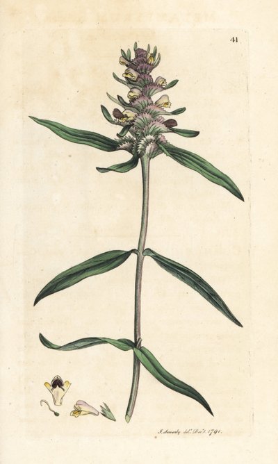 クレステッド カウウィート、Melampyrum cristatum (Melampyre) ロンドンの James Smith