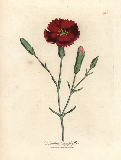 真紅のカーネーション、クローブピンク、ダイアンサス カリオフィラス 作： James Sowerby