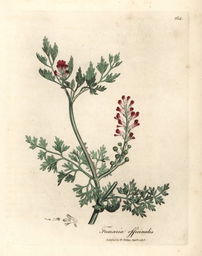 深紅の花フミトリー、Fumaria officinalis 作： James Sowerby
