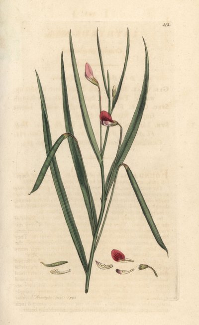 深紅のグラスベッチ、Lathyrus nissolia。 James Smith