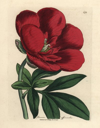 深紅の牡丹、芍薬 作： James Sowerby