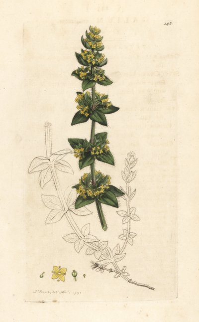 Crosswort または滑らかなベッドストロー、Cruciata laevipes (ガリウム cruciatum)。 James Smith