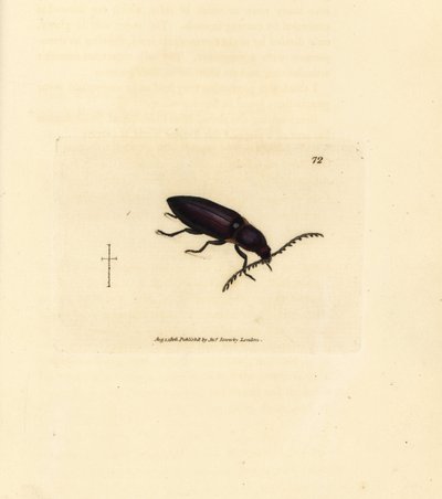 Ctenicera cuprea カブトムシ (Elater chalybeus)。 The British Miscellany の James Sowerby による手彩色の銅版画、または新しい、珍しい、またはほとんど知られていない動物の色付きの図。 作： James Sowerby