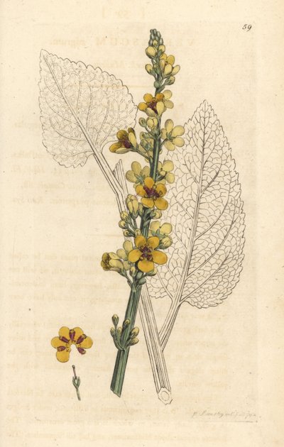 ダークモウズイカ、Verbasum nigrum (black molene) ロンドンの James Smith