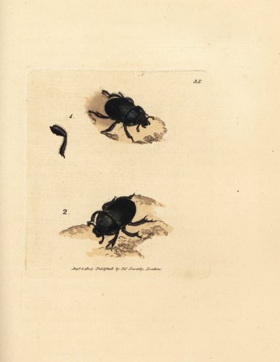 Dor カブトムシまたは地球ボーリングのフンコロガシ、Geotrupes puncticollis (Scarabaeus spiniger)。 The British Miscellany の James Sowerby による手彩色の銅版画、または新しい、珍しい、またはほとんど知られていない動物の彩色された図。 作： James Sowerby