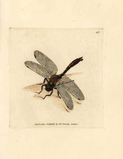 ダウニー エメラルド トンボ、Cordulia aenea (メタリック トンボ、Libellula aenea)。 The British Miscellany の James Sowerby による手彩色の銅版画、または新しい、珍しい、またはほとんど知られていない動物の彩色された図。 作： James Sowerby