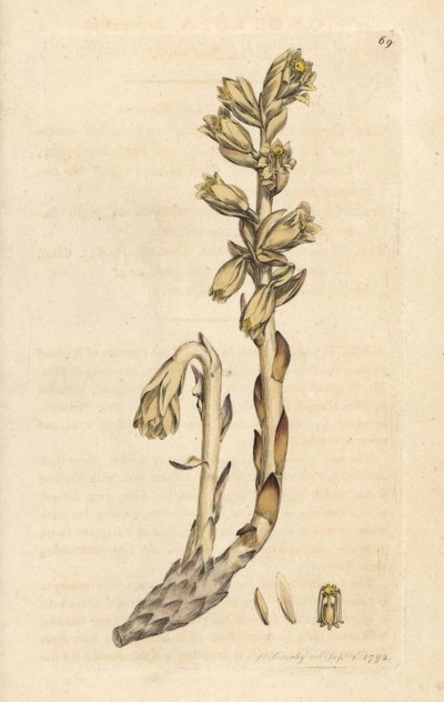 オランダのパイプ、Monotropa hypopitys (黄色い鳥の巣、Monotropa hypopithys) (Aristoloche) ロンドンの James Smith