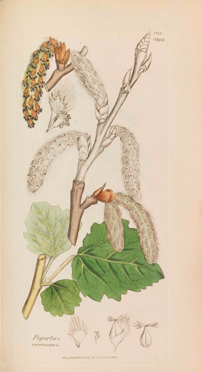 英国の植物学、1790-1800。 作： James Sowerby