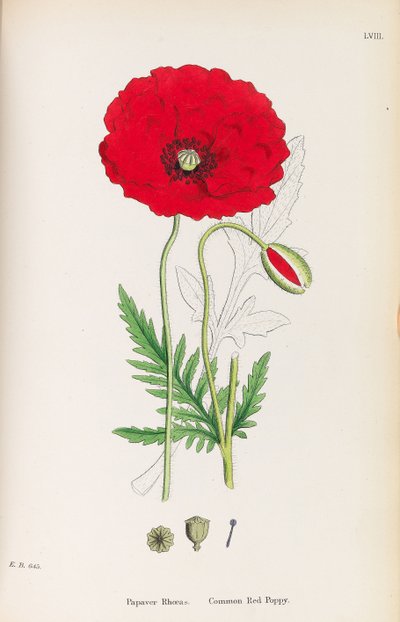 英国の植物学、1790-1800。 作： James Sowerby