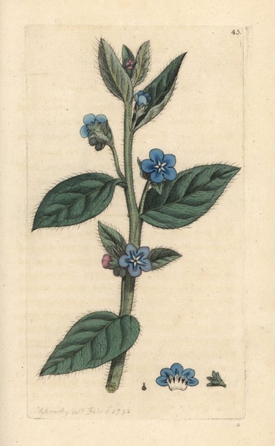 Evergreen bugloss、Pentaglottis sempervirens (Evergreen alkanet、Anchusa sempervirens) James Smith