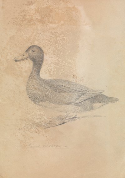 鉄のアヒル 作： James Sowerby