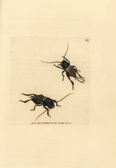 コオロギ、Gryllus campestris (Accheta campestris)。 The British Miscellany の James Sowerby による手彩色の銅版画、または新しい、珍しい、またはほとんど知られていない動物の彩色された図。 作： James Sowerby