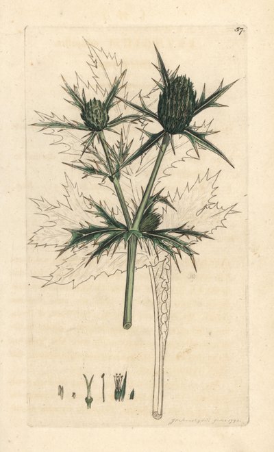 Field eryngo, Eryngium campestre (Panicaut champetre) James Smith