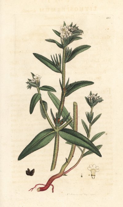 Field gromwell, Buglossoides arvensis (Lithospermum arvense) (Gremil des champs) James Smith