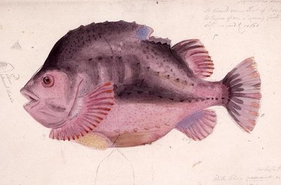 魚（水彩・紙） 作： James Sowerby