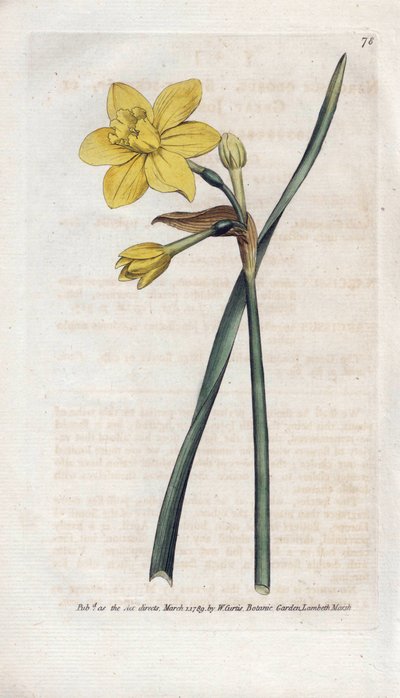 香りのよい水仙または香りのよい水仙 - James Sowerby (1757-1822) によるリトグラフィー、William Curtis (1746-1799) の Botanical Magazine より 作： James Sowerby
