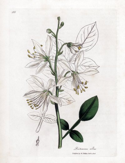 Fraxinelle - 白い fraxinella またはバサード dittany、Dictamnus アルバス。 ウィリアム・ウッドヴィルのジェームス・ソワービーによる植物のイラストからの手彩色の銅版画とウィリアム・ジャクソン・フッカー卿の「「医学植物学」」、ジョン・ボーン、ロンドン 作： James Sowerby