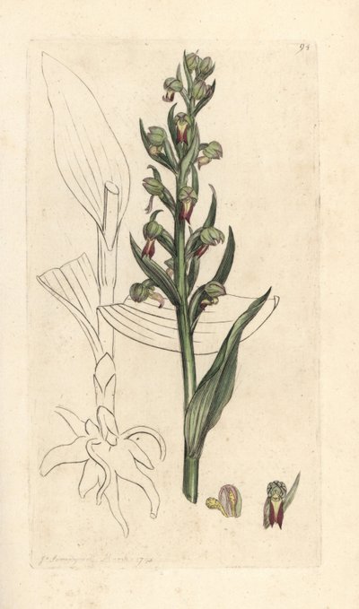 カエル蘭、Dactylorhiza viridis (カエル サテリオンまたは蘭、Satyrium viride)。 James Smith