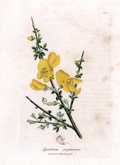 ほうきのジュネット - 一般的なほうき、Cytisus scoparius。 ジェームズ・ソワービーによるウィリアム・ウッドビルの植物図とウィリアム・ジャクソン・フッカー卿の「「医療植物学」」、ジョン・ボーン、ロンドンの手彩色銅版画 作： James Sowerby