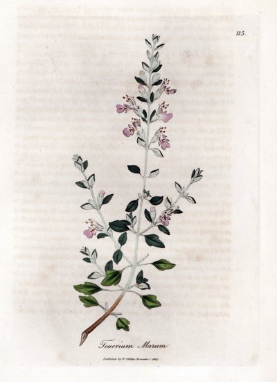 Germandree marum または猫の germandree - 猫のタイム、Teucrium marum。 ウィリアム・ウッドヴィルのジェームス・ソワービーによる植物のイラストからの手彩色の銅版画とウィリアム・ジャクソン・フッカー卿の「「医学植物学」」、ジョン・ボーン、ロンドン 作： James Sowerby