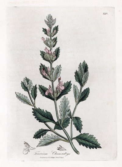 Germandree petit オーク - 一般的なジャーマンダー、Teucrium chamaedrys。 ジェームズ・ソワービーによるウィリアム・ウッドビルの植物図とウィリアム・ジャクソン・フッカー卿の「「医療植物学」」、ジョン・ボーン、ロンドンの手彩色銅版画 作： James Sowerby